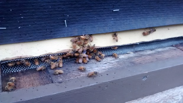 IMG_20151019_172442588